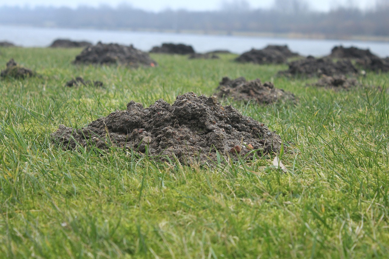 Warning signs of a failing septic system in Conroe, TX